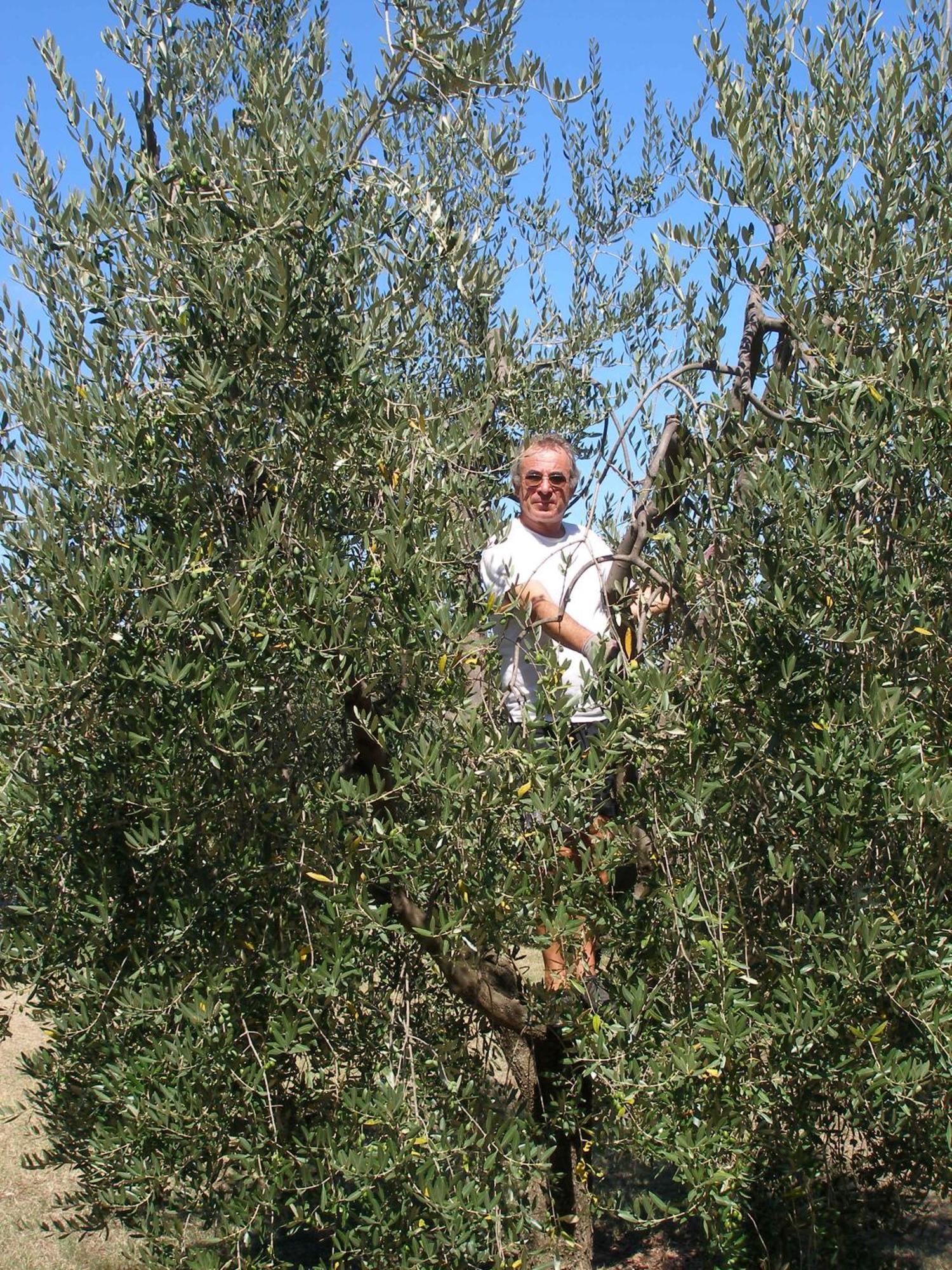 Country house Podere Bellavista